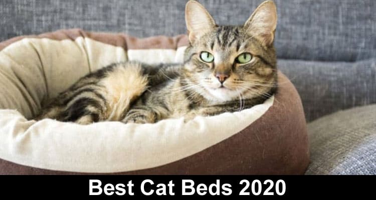 Best Cat Beds 2020 under 30$ [August]| Review Guide