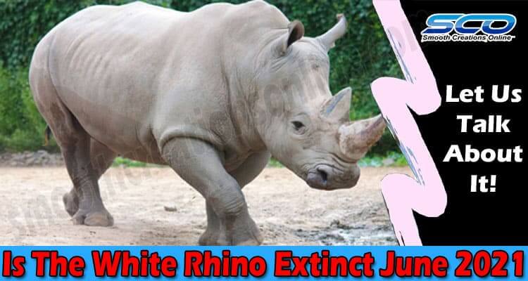 Is The White Rhino Extinct June 2021