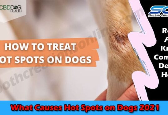 Complete Guide Hot Spots on Dogs Healp in CBD