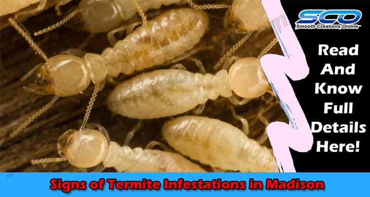 Signs of Termite Infestations in Madison