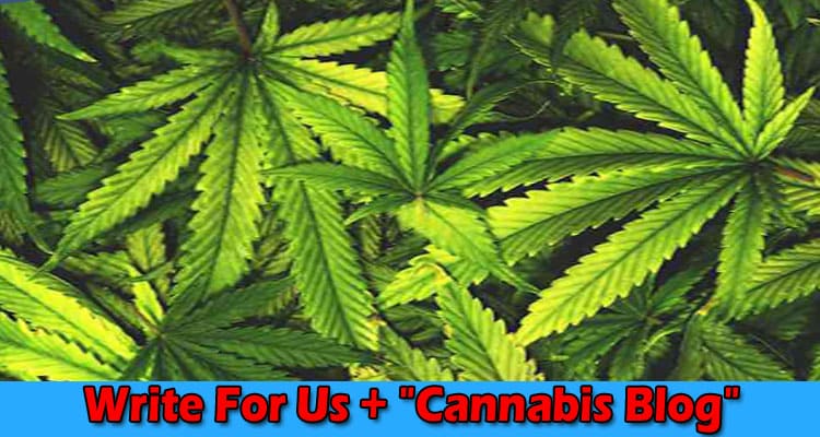 Write For Us + “Cannabis Blog” – Prevailing Benefits!