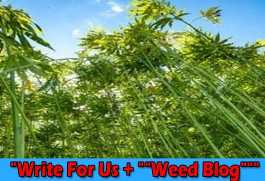 About General Information Write For Us + Weed Blog