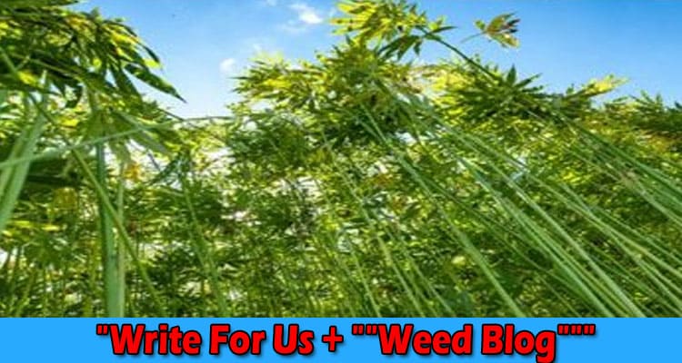 “Write For Us + “”Weed Blog””” – Follow Instructions!