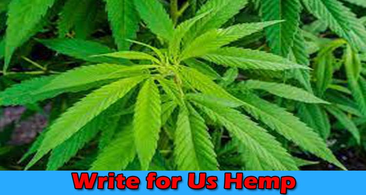 Write for Us Hemp – Know Basic Guidelines for Blogging!