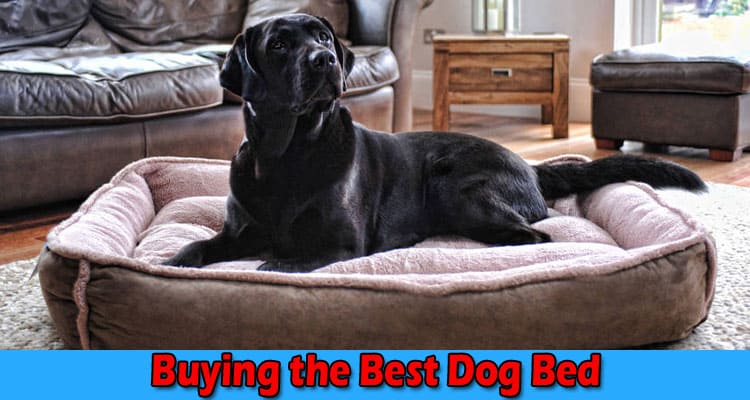 A Comprehensive Guide on Buying the Best Dog Bed