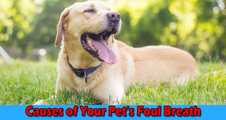 Complete Information About Explore the Underlying Causes of Your Pet’s Foul Breath & Preventive Tips